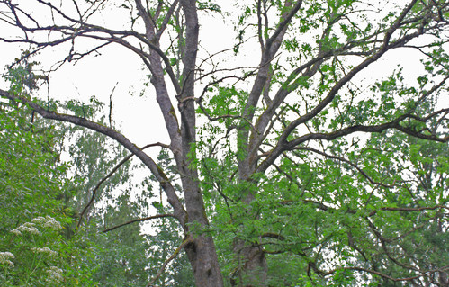 Skaudviliu uosis.jpg